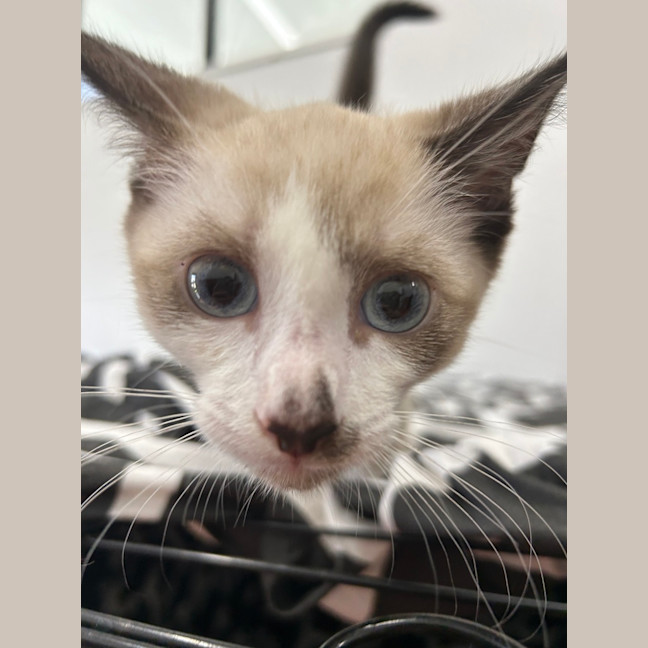 Photo of Sugar