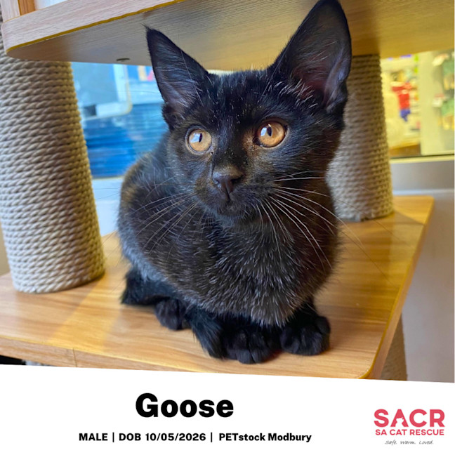 Photo of Goose