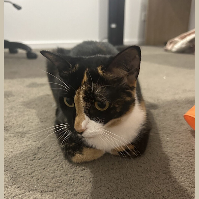 Photo of Scotch