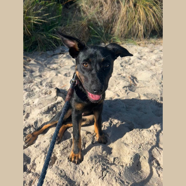 Photo of Bindi