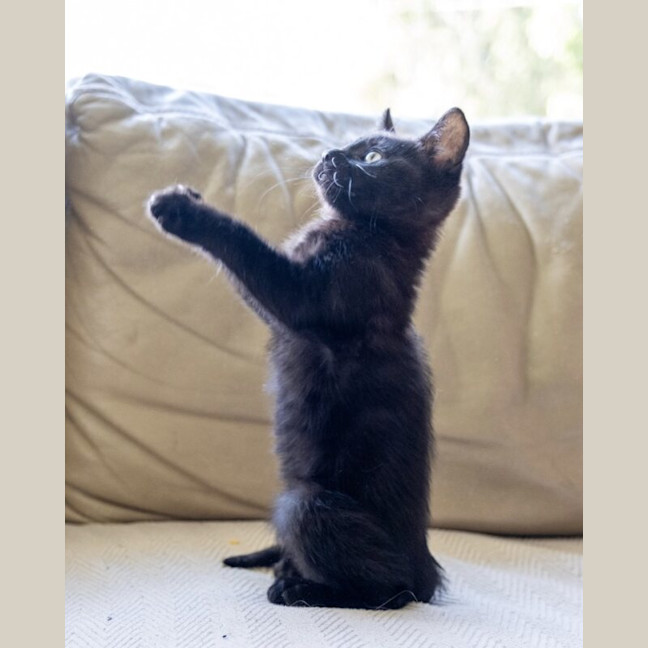 Photo of Kit