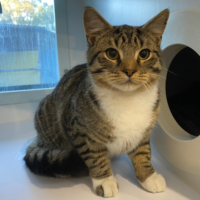 Photo of Winston