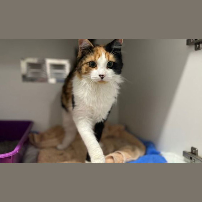 Photo of Amber
