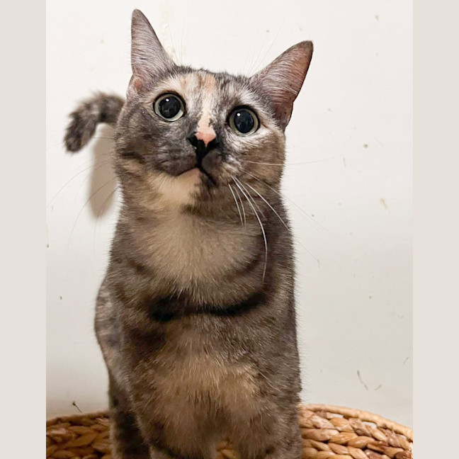 Photo of Emerald