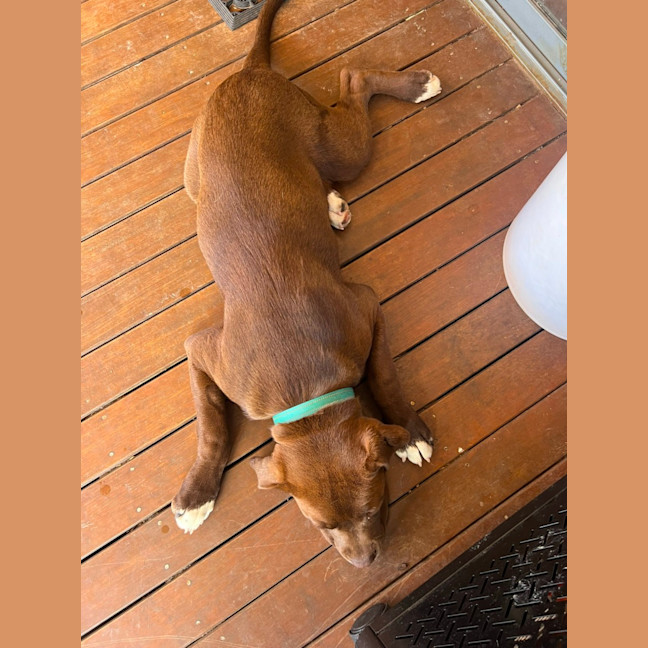 Photo of Christopher Robbin