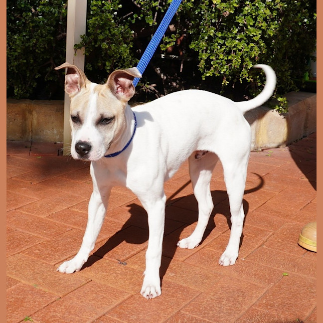 Photo of Tyke
