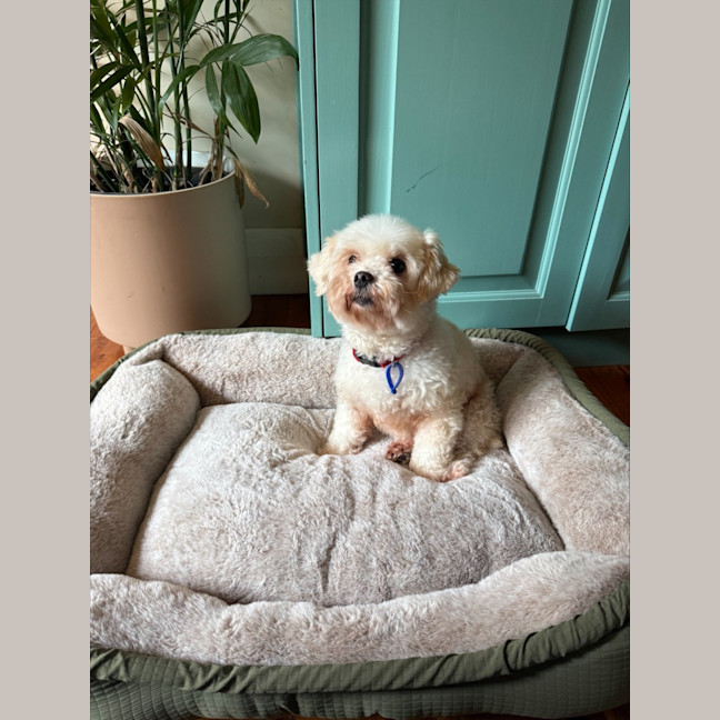 Photo of Bella & Ollie   6 Year Old Maltese X