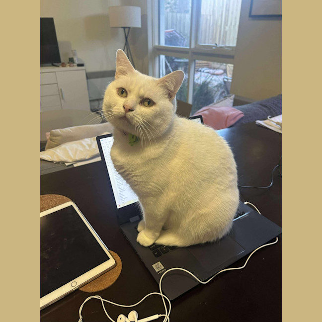 Photo of Mochi