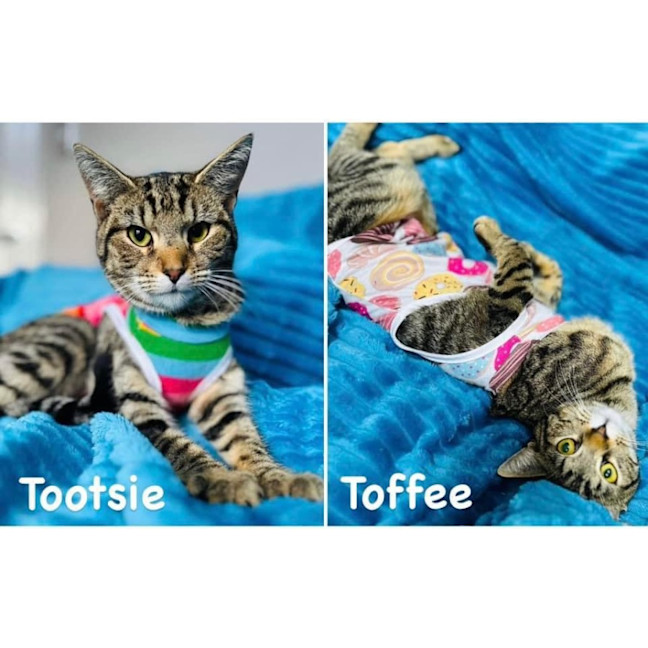 Photo of 11049/51   Tootsie & Toffee