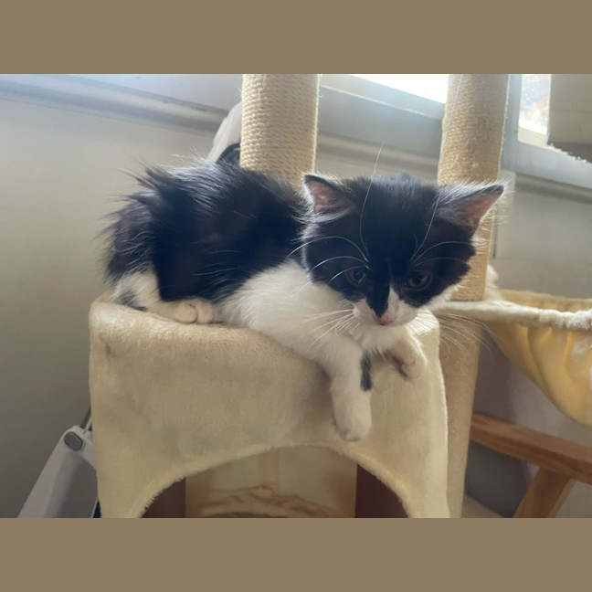 Photo of Echo