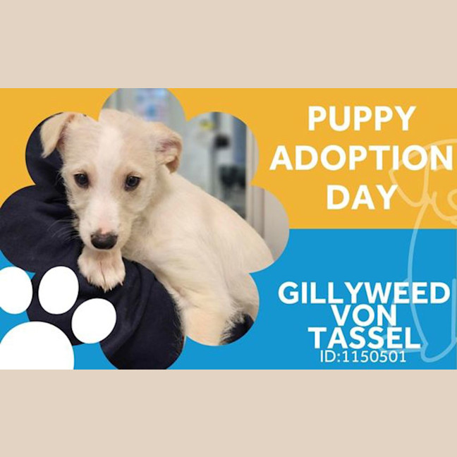 Photo of Gillyweed Von Tassle