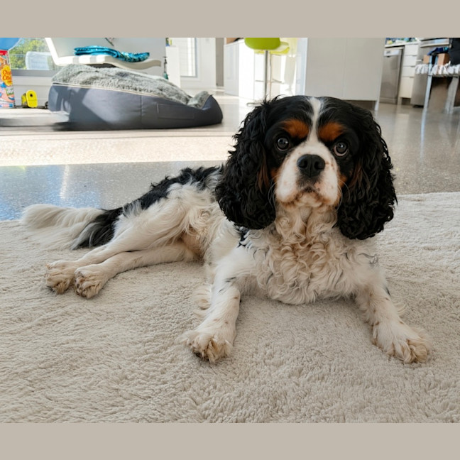 Photo of Teddy