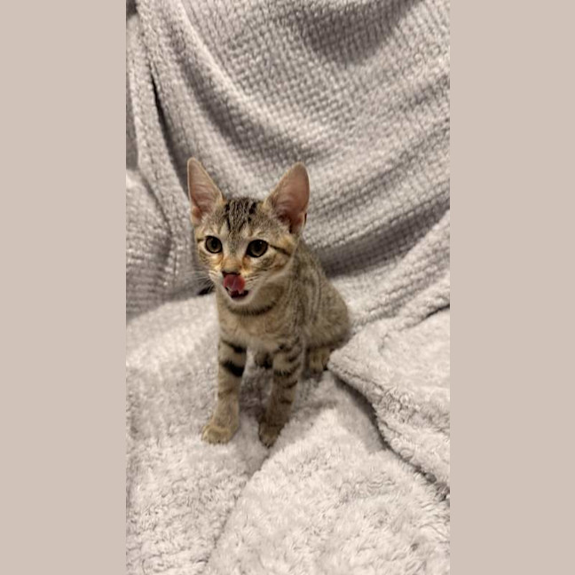 Photo of Kiki