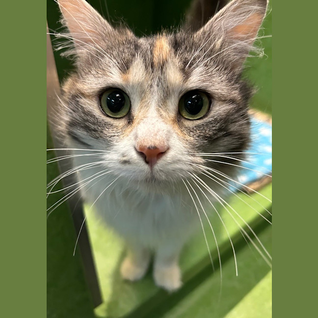 Photo of Twyla