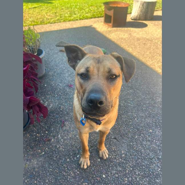 Photo of Carly *$350 Adoption Fee*