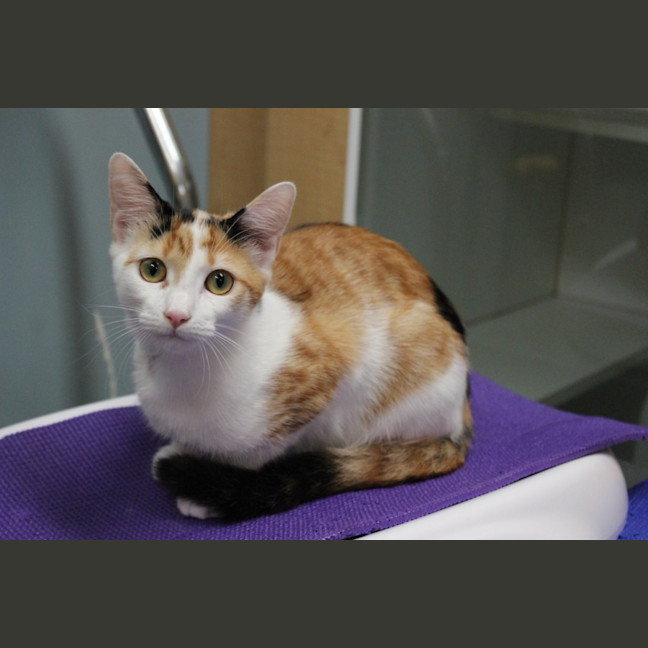 Photo of Honey