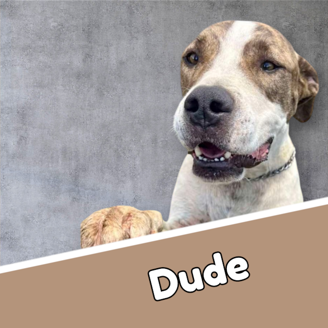 Photo of Dude