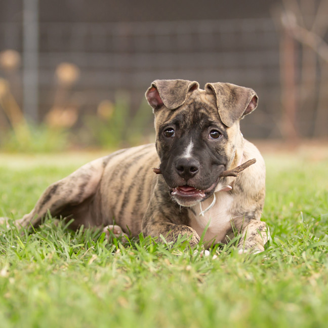 Photo of Tugzy (Previously Hendrix)