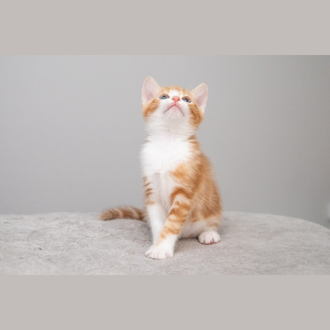 Photo of Pumpkin