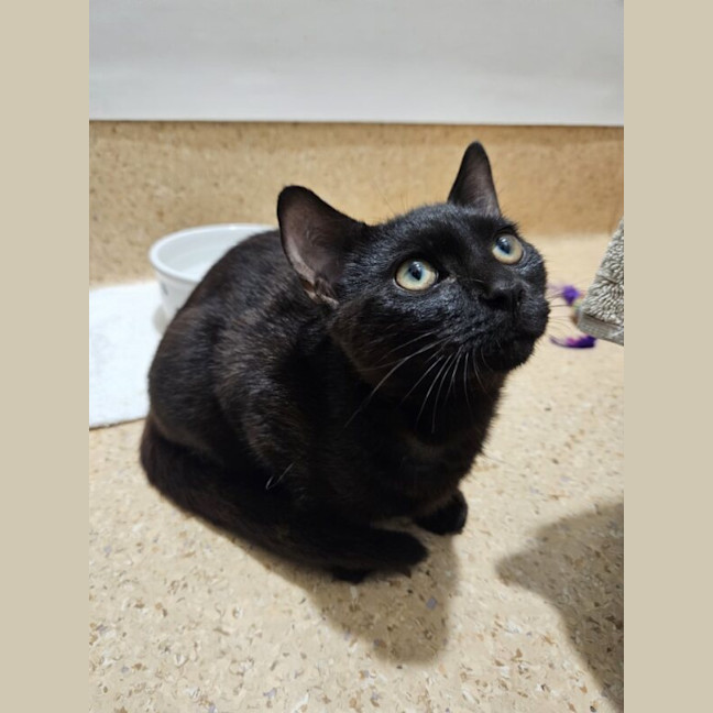 Photo of Aster