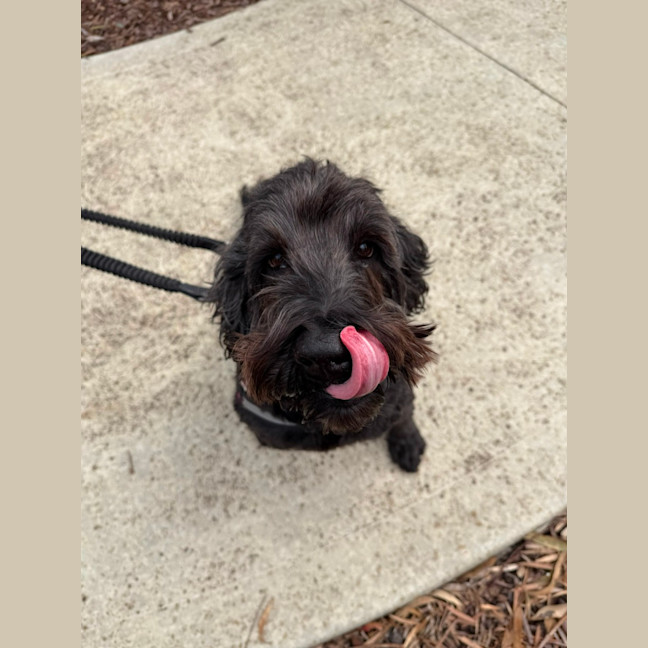 Photo of 🐶 Oscar (Osci) 7441 🐶