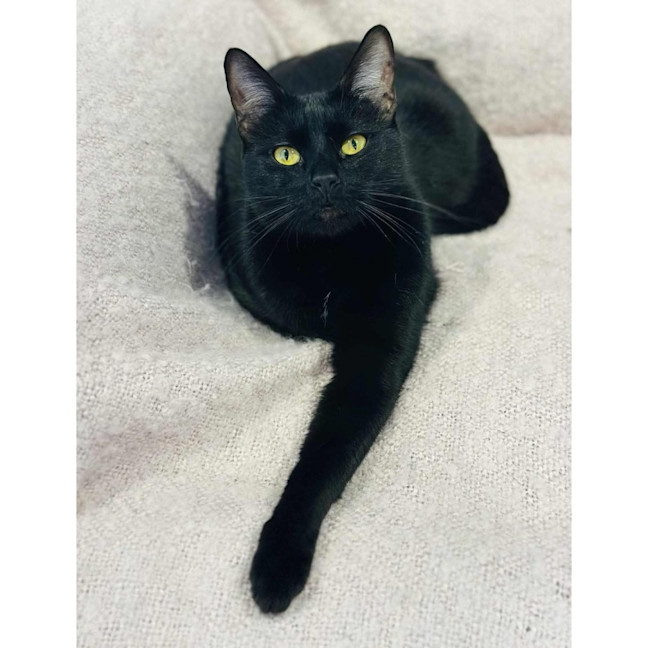 Photo of 12528   Sophia