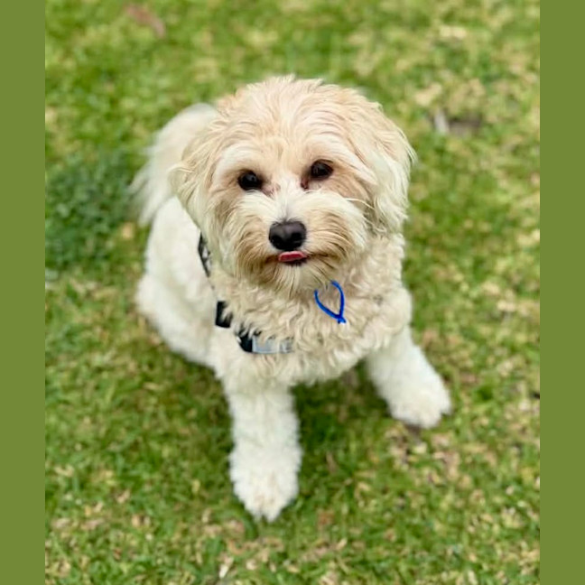 Photo of Penny   1 Year Old Cavoodle