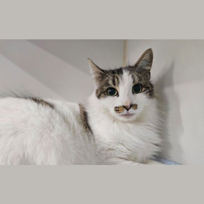 Photo of Dora