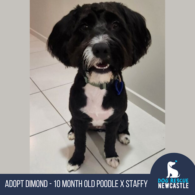 Photo of Dimond   10 Month Old Poodle X Staffy