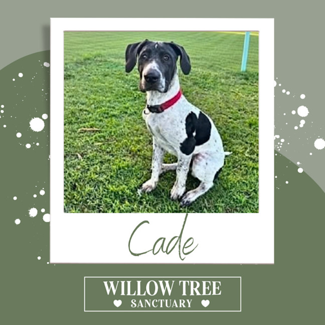 Photo of Cade