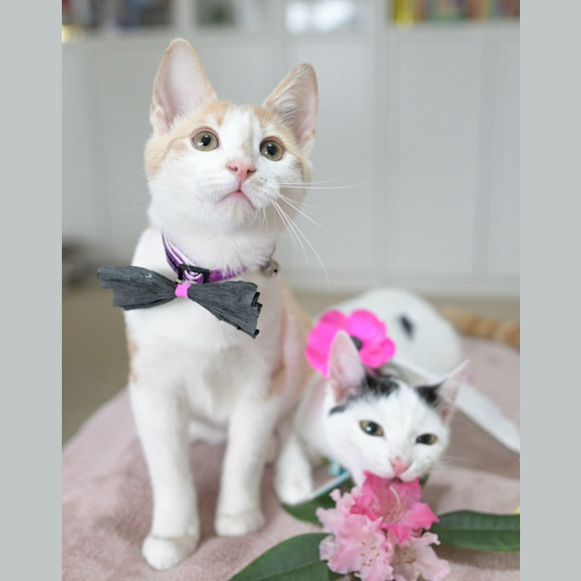 Photo of 🫒 Olive And Cinnamon 🧡