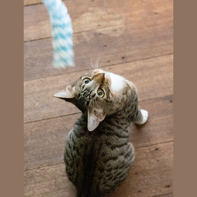 Photo of Skittles