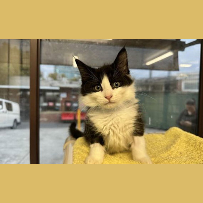 Photo of Sylvester