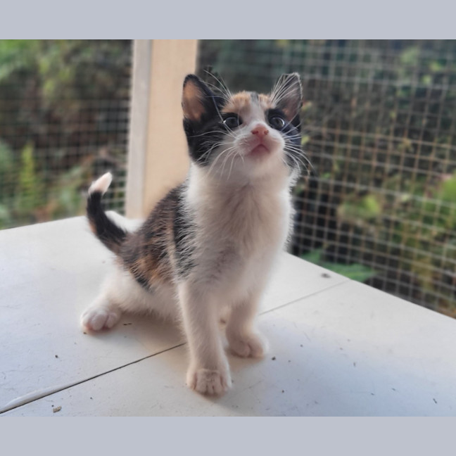 Photo of Snapper (K53)