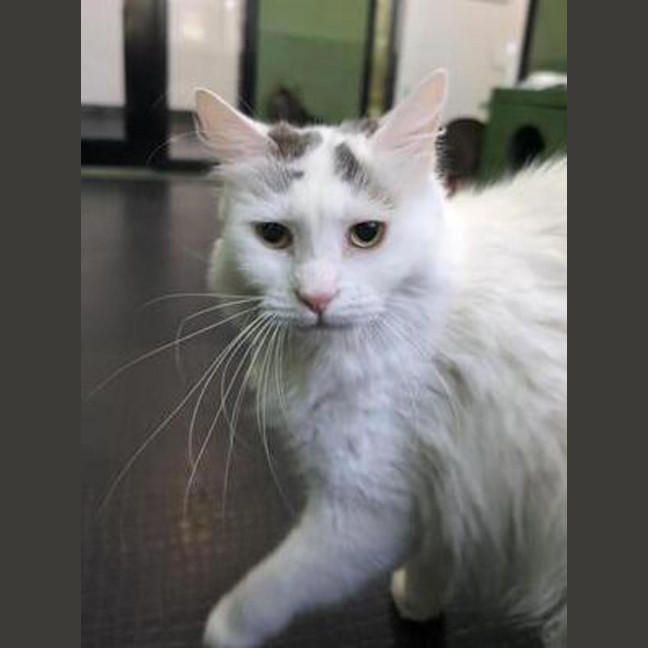 Photo of Snowy ( Bonded With Sylvie )