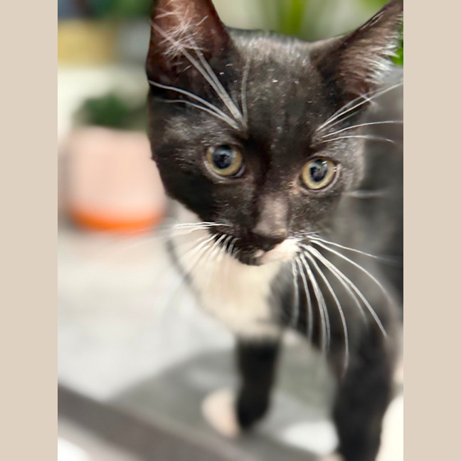 Photo of Jazz Boy 