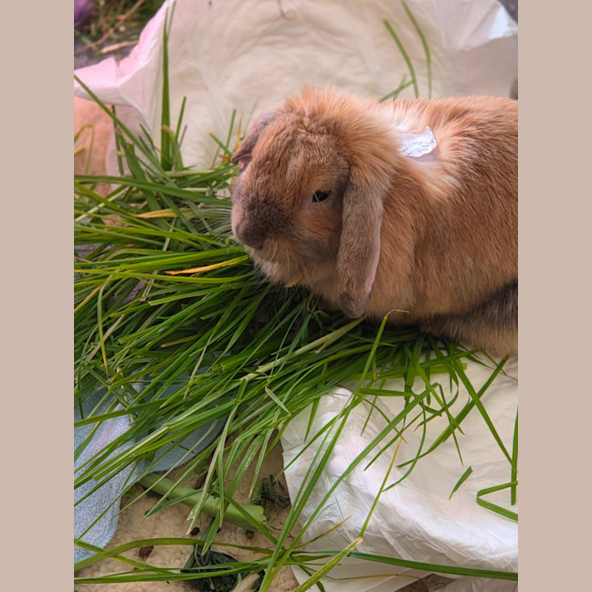 Photo of Bunbuns