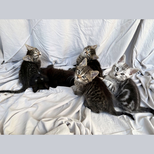 Photo of Elvis