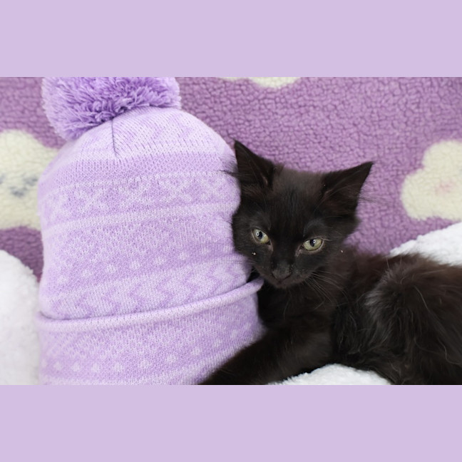 Photo of Bisque