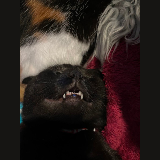 Photo of Zac *9 Lives Project Rescue*