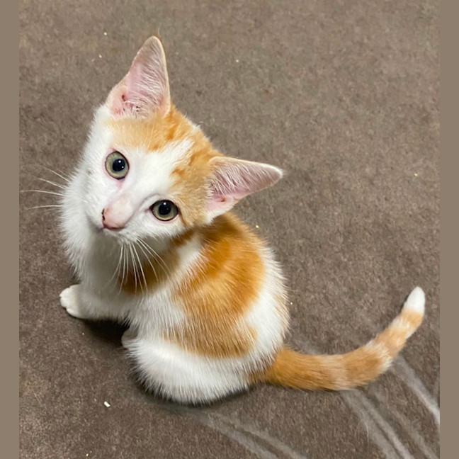 Photo of Miguel **2nd Chance Cat Rescue**