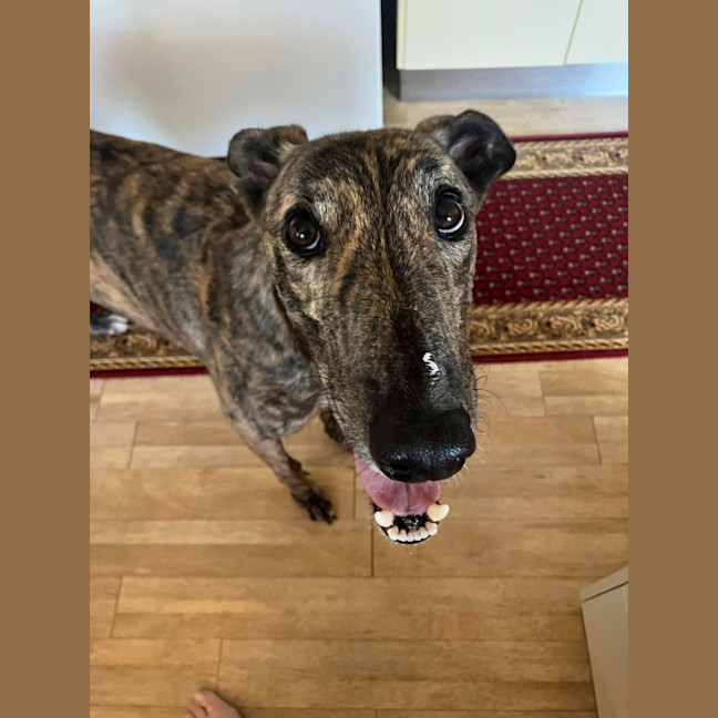 Photo of Doug, The Brindle Greyhound
