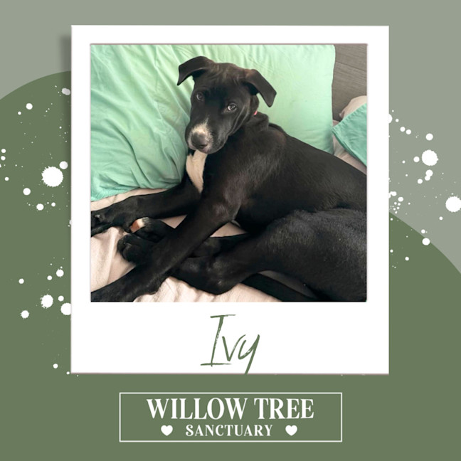 Photo of Ivy