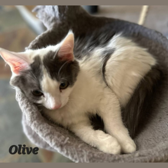 Photo of Olive