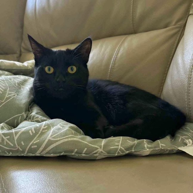 Photo of 12143   Bear Bear