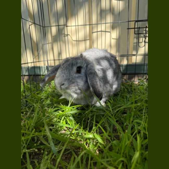 Photo of Stormy
