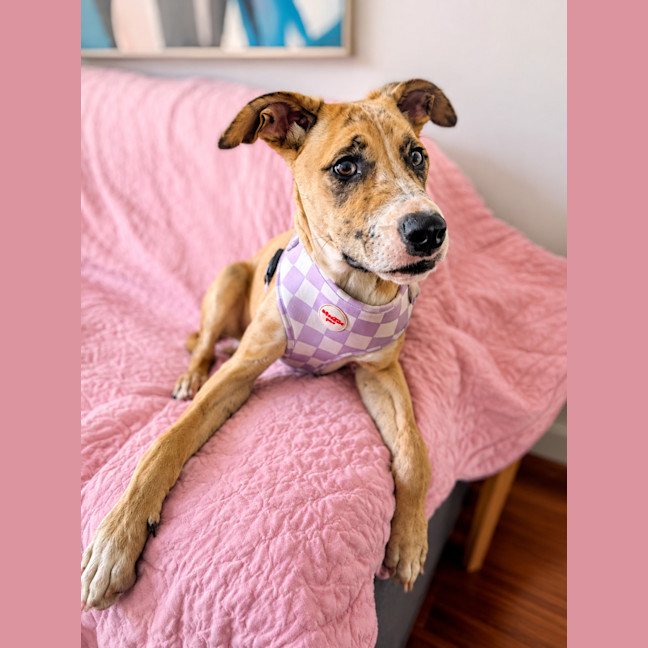 Photo of Violet