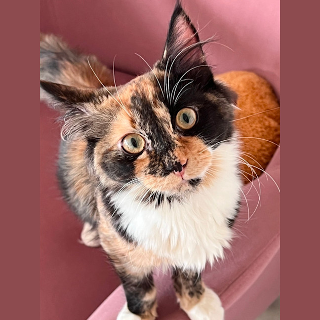 Photo of Lucy
