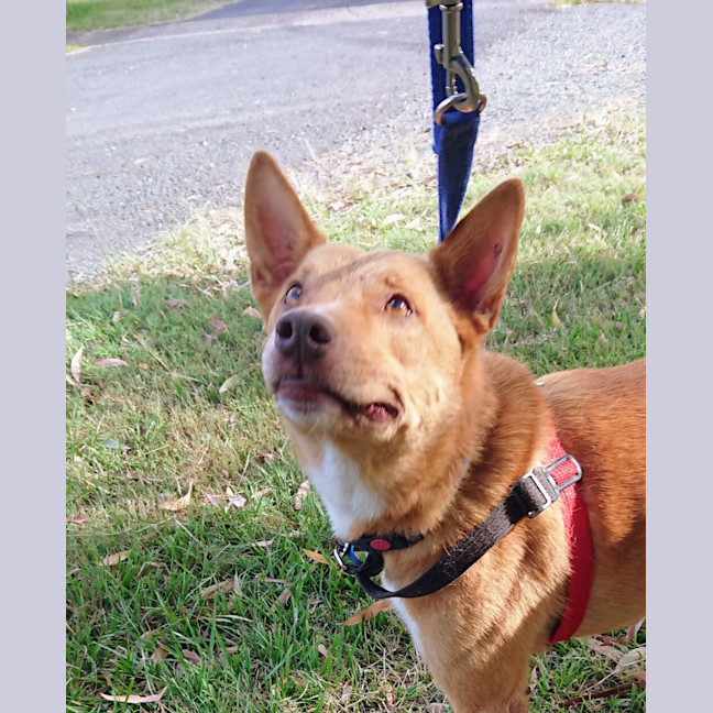 Photo of Tigger