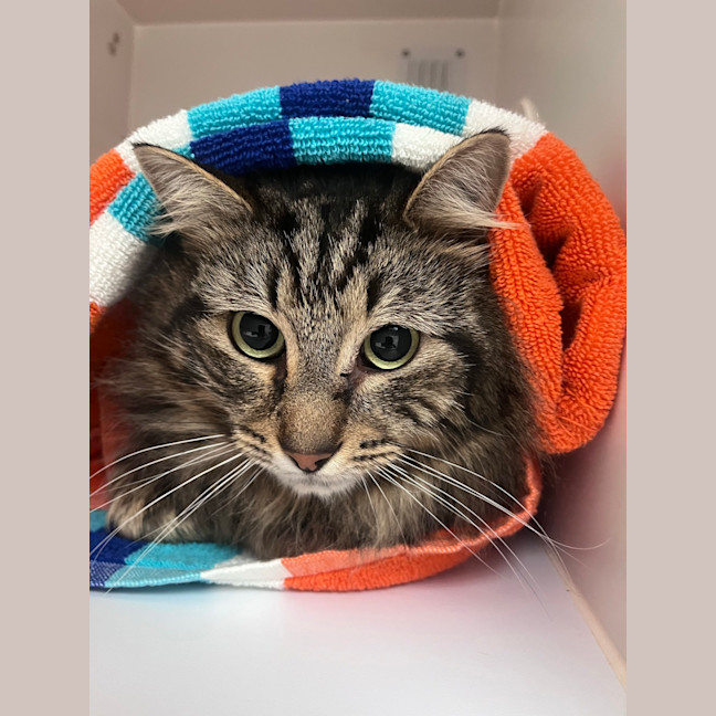 Photo of Burrito 